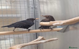 Softbills birds for sale: Black birds - Image 2
