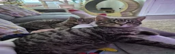 Mixed Breed cats for sale: 2 female British short-hair  - Advert 3