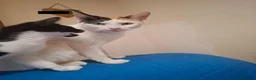 Mixed Breed cats for sale: 1 Gorgeous Female Kitten - Advert 14