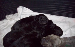 Cane Corso dogs for sale: Beautiful Cane Corso puppies for sale. - Advert 10