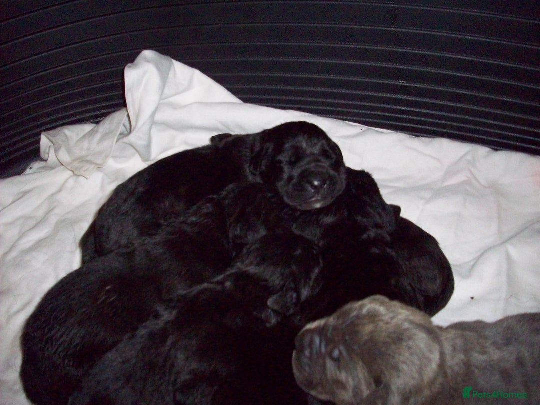 Cane Corso dogs for sale: Beautiful Cane Corso puppies for sale. - Advert 10