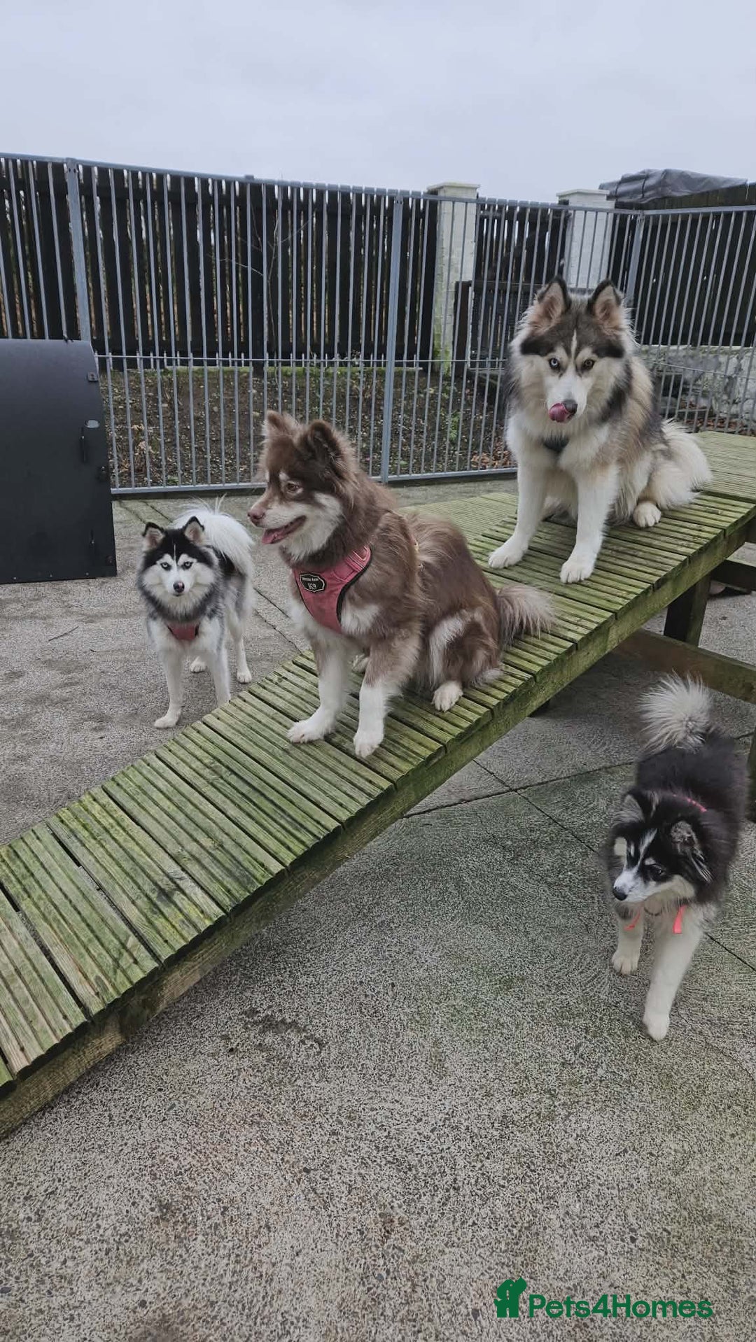 Pomsky dogs for sale: Beautiful Luna - Advert 4