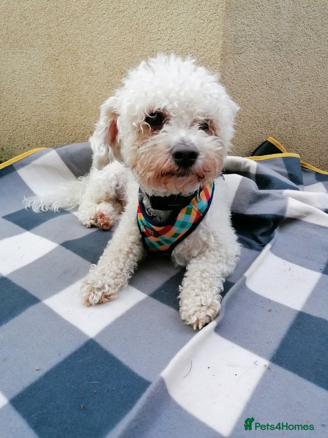Bichon Frise dogs for adoption: 💙🐶 BARNEY 🐶💙 - Image 3