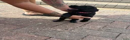 Sprocker dogs for sale: Beautiful sprocker puppies  - Advert 6