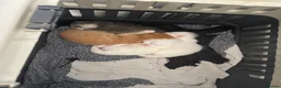 Manx cats for sale: kittens  - Advert 9
