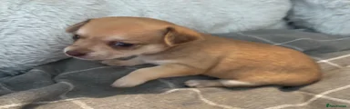 Chihuahua 2 female tan light brown