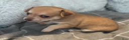 Chihuahua dogs for sale:  5 Adorable Chihuahua Puppies 🐾 - Advert 6