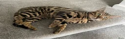 Bengal cats for stud: Handsome Bengal Boy Available for Stud in Nottingham - Advert 3
