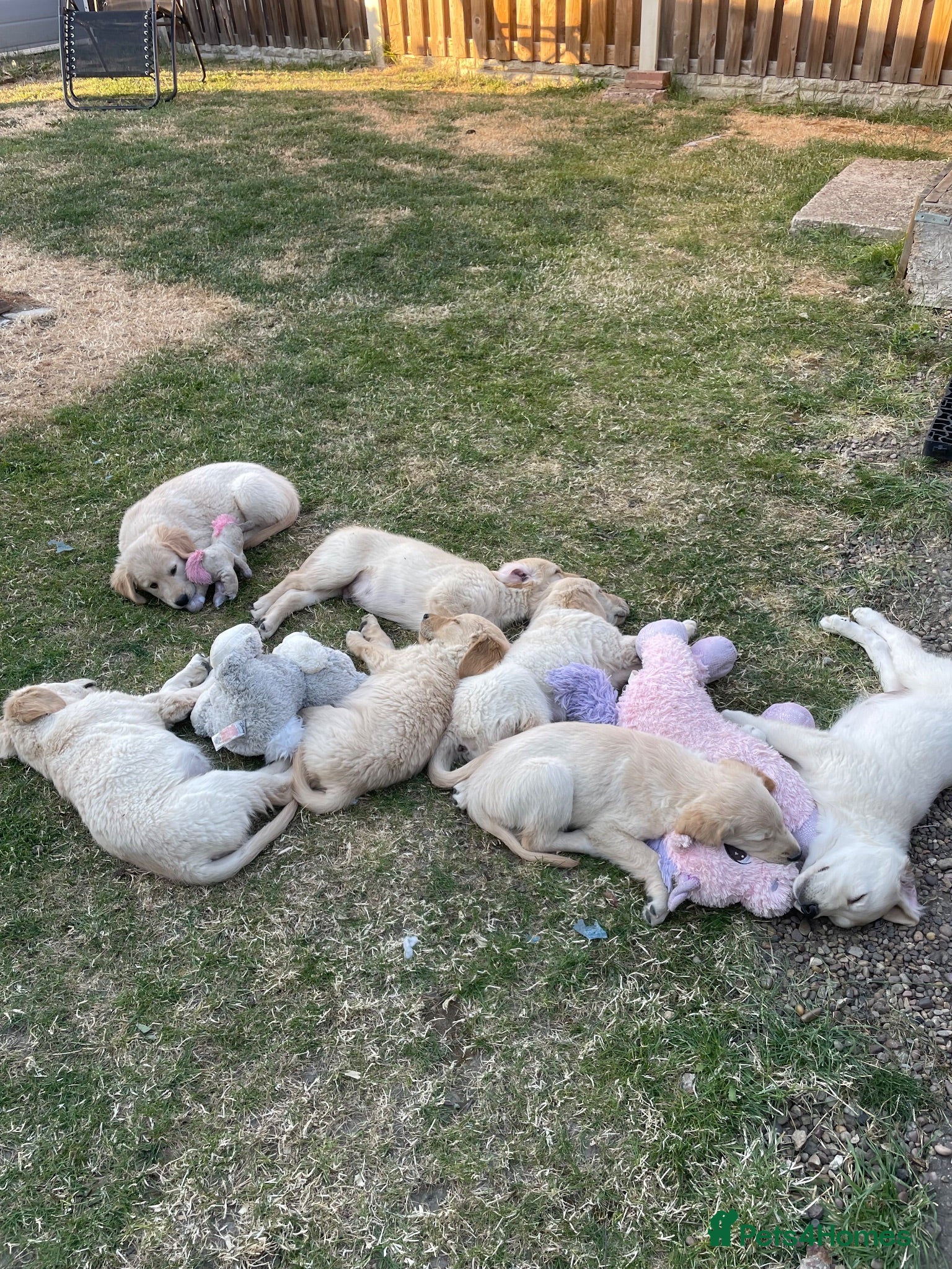 Golden Retriever dogs 7 Beautiful Golden retriever puppies  - Advert 2