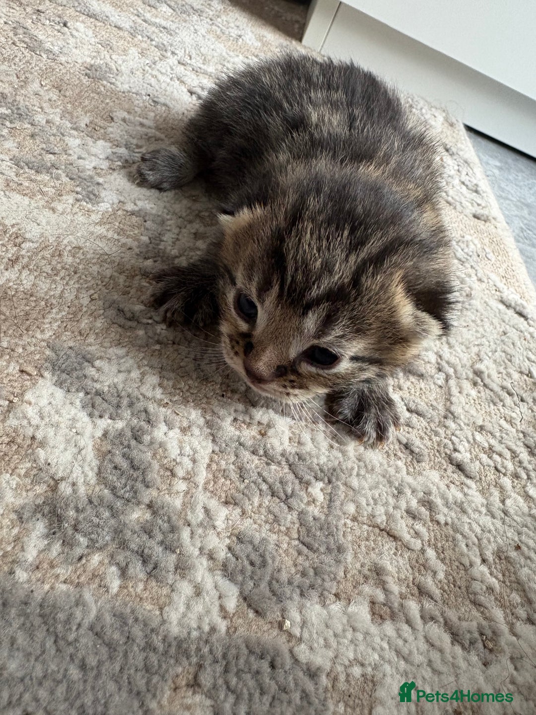 Scottish Fold cats for sale: Rare Scottish Fold - Nebelung Kittens in Liverpool - Advert 2