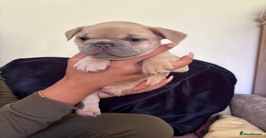 French Bulldog dogs - Advert 4