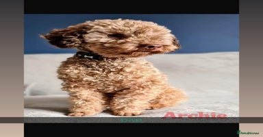 Cockapoo dogs - Advert 12