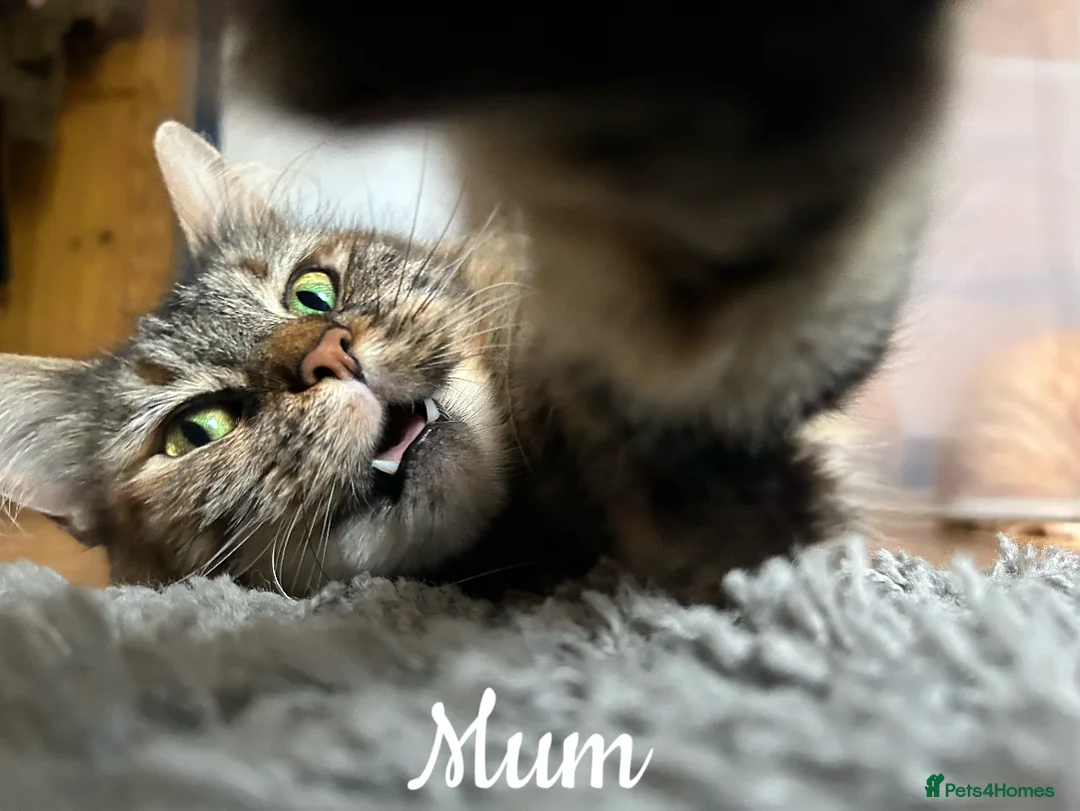 Maine Coon cats for sale: GCCF Registered Maine Coon Kittens - Advert 19