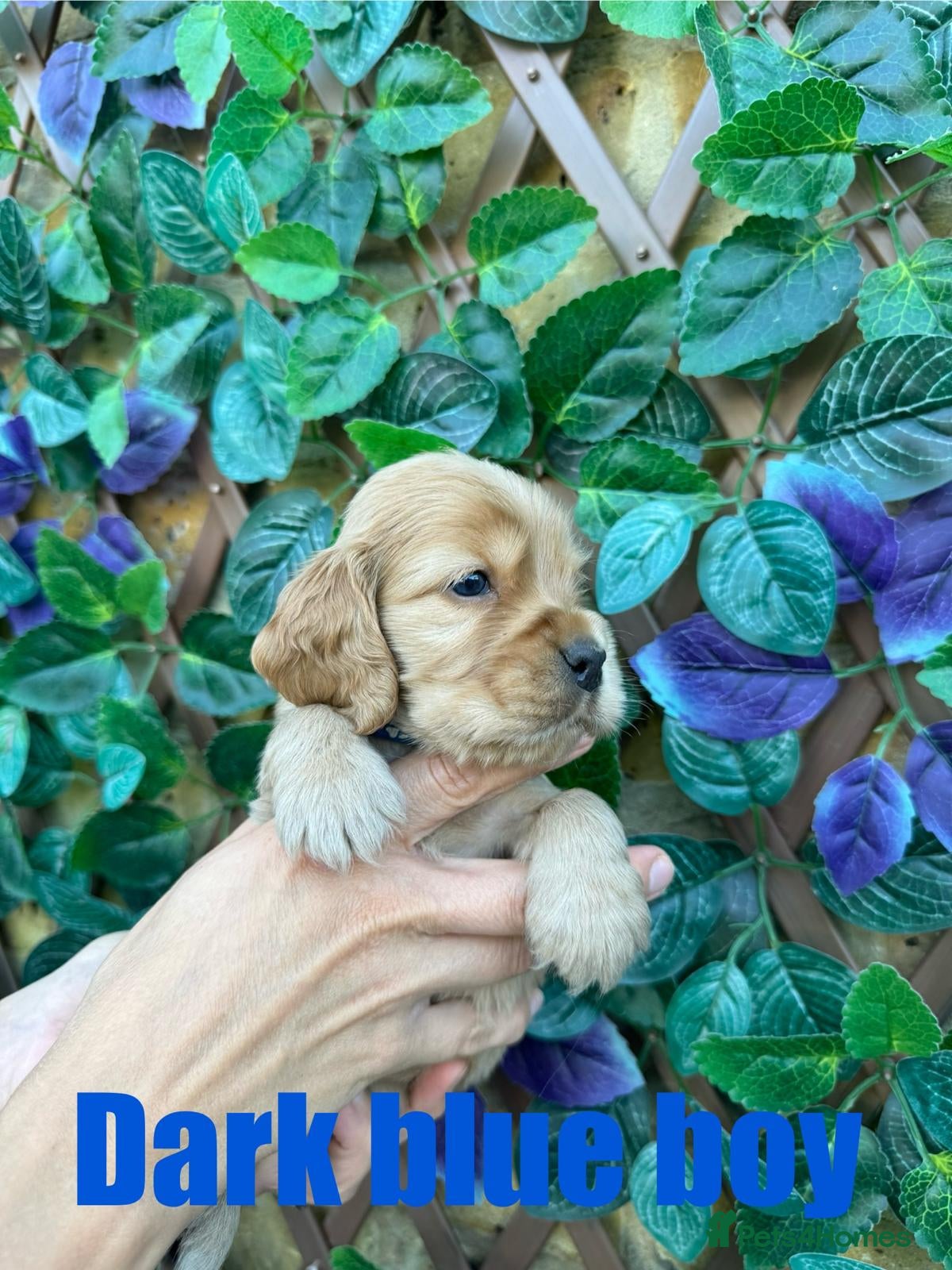 Cocker Spaniel dogs SUPERB SHOW TYPE COCKER SPANIEL PUPPIES  - Advert 1