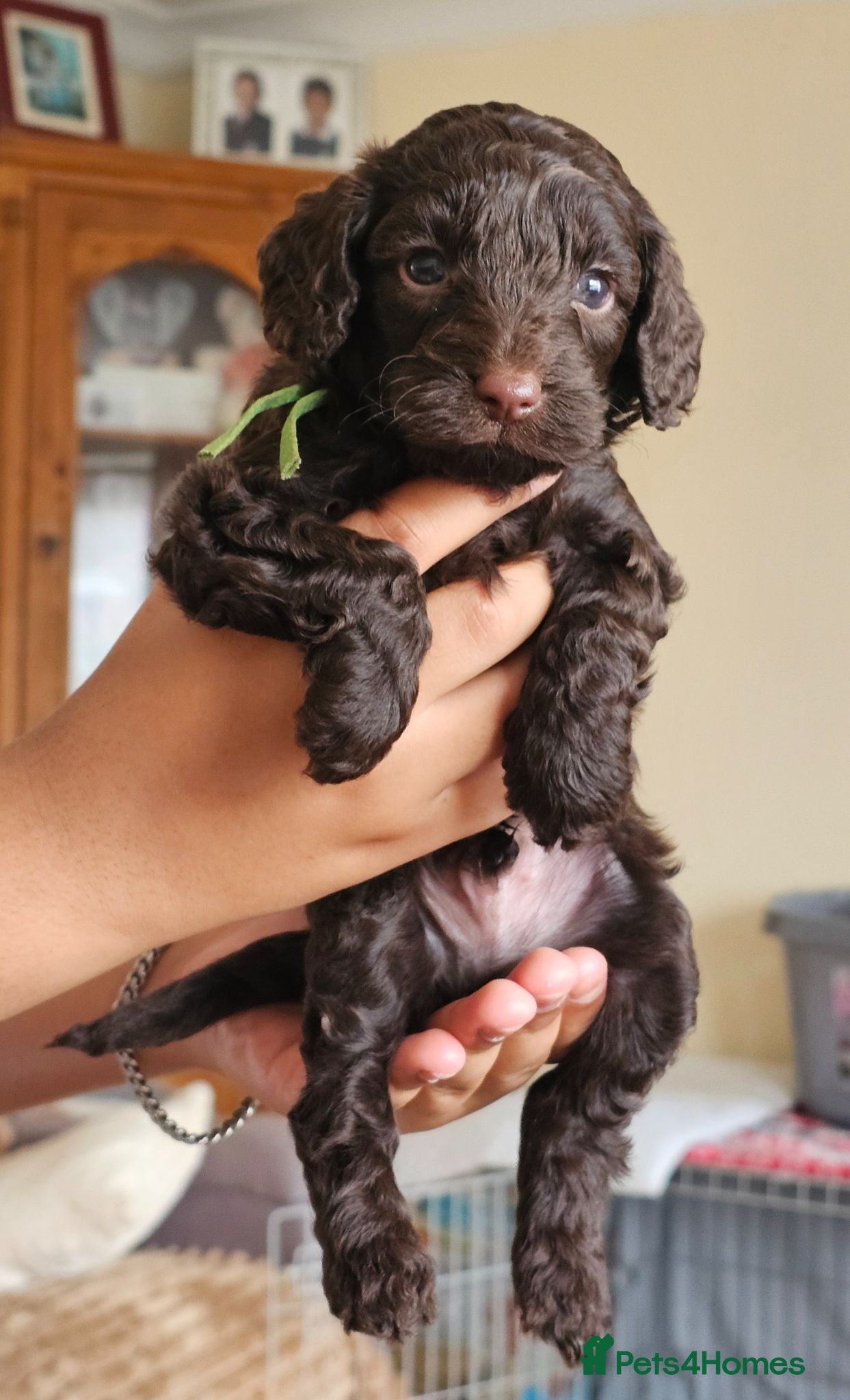 Cockapoo dogs Cockapoos(Chocolate)Small. - Advert 16
