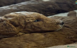 Cockapoo dogs for sale: Cockapoo puppies in Preston - Image 17