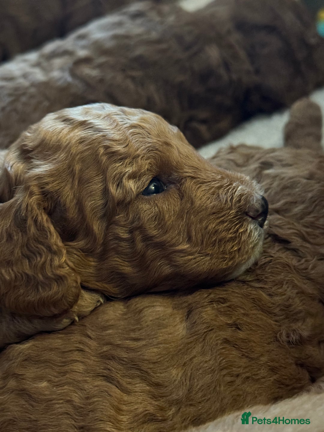 Cockapoo dogs for sale: Cockapoo puppies in Preston - Image 17