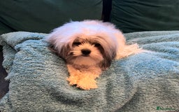 Maltipoo dogs for stud: PROVEN Minnie Gorgeous white and silver Stud - Image 2