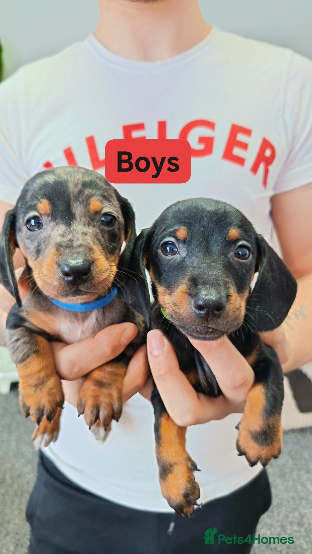 Miniature Dachshund dogs Miniature dachshund puppies  - Advert 13