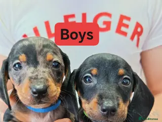 Miniature Dachshund dogs Miniature dachshund puppies - Advert 13