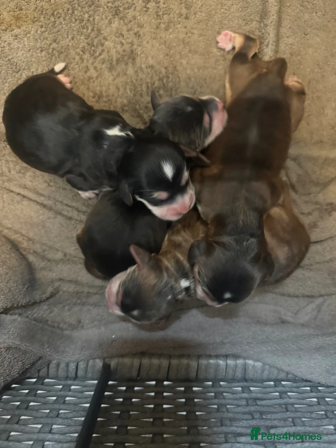 Cockapoo dogs for sale: 🐶 gorgeous cockapoo pups (spaniel back cross)🥰 - Advert 2
