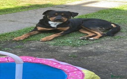 Rottweiler dogs for sale: Big Chunky puppies ready for homes - Image 5