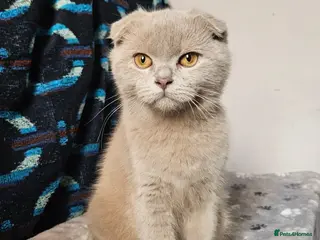 Scottish Fold cats Scottish fold lilac kitten - Advert 5