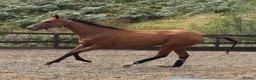 English Thoroughbred horses for sale: Annie - Sweet young filly  - Advert 5