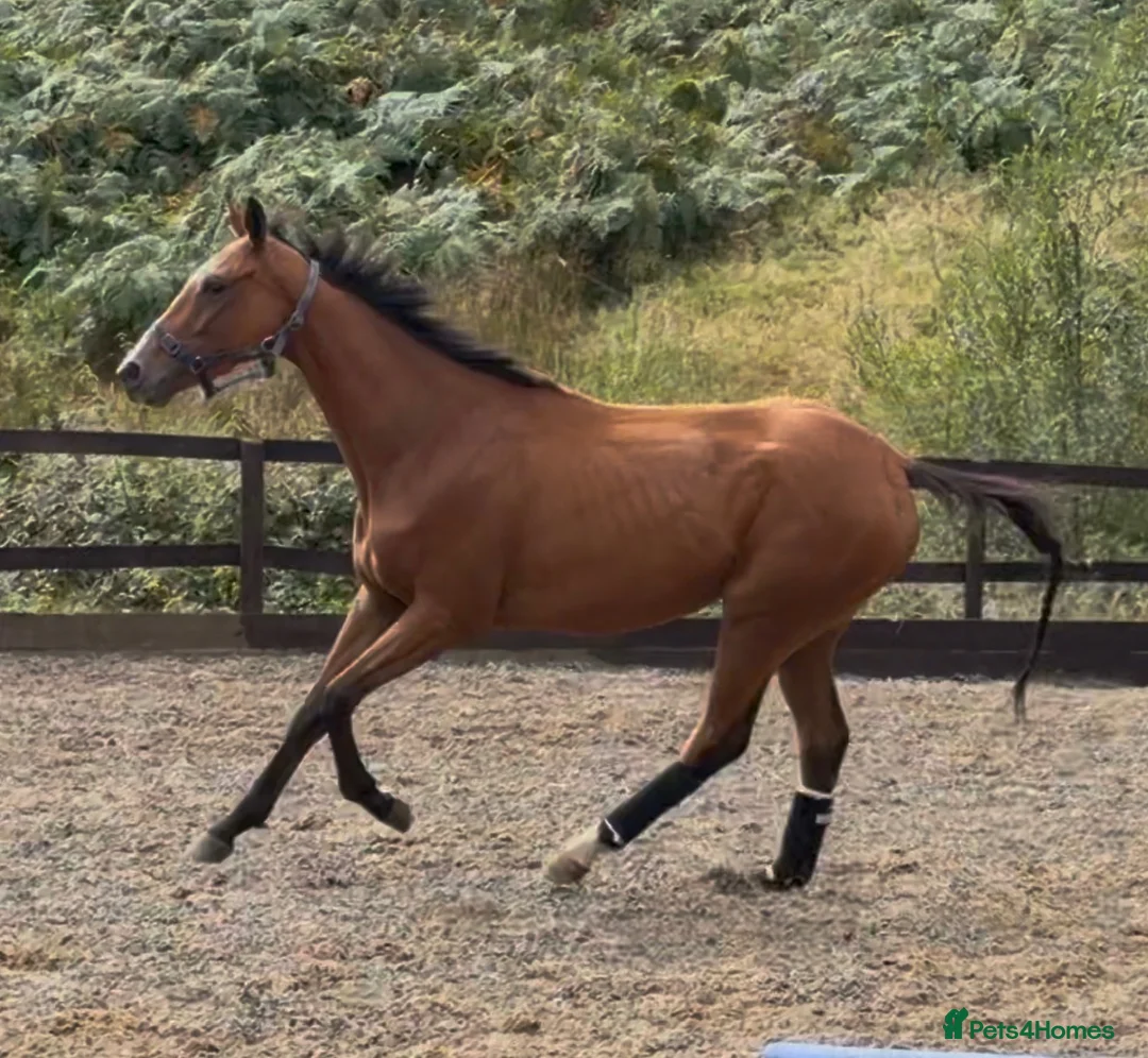 English Thoroughbred horses for sale: Annie - Sweet young filly  - Advert 5