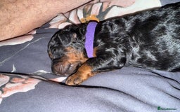 Cockapoo dogs for sale: 3 healthy phantom F1B cockapoo boys for sale  - Image 5