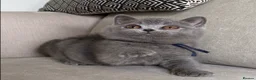 British Shorthair cats for sale: ✨ GCCF BEAUTIFUL KITTENS ✨ - Advert 17