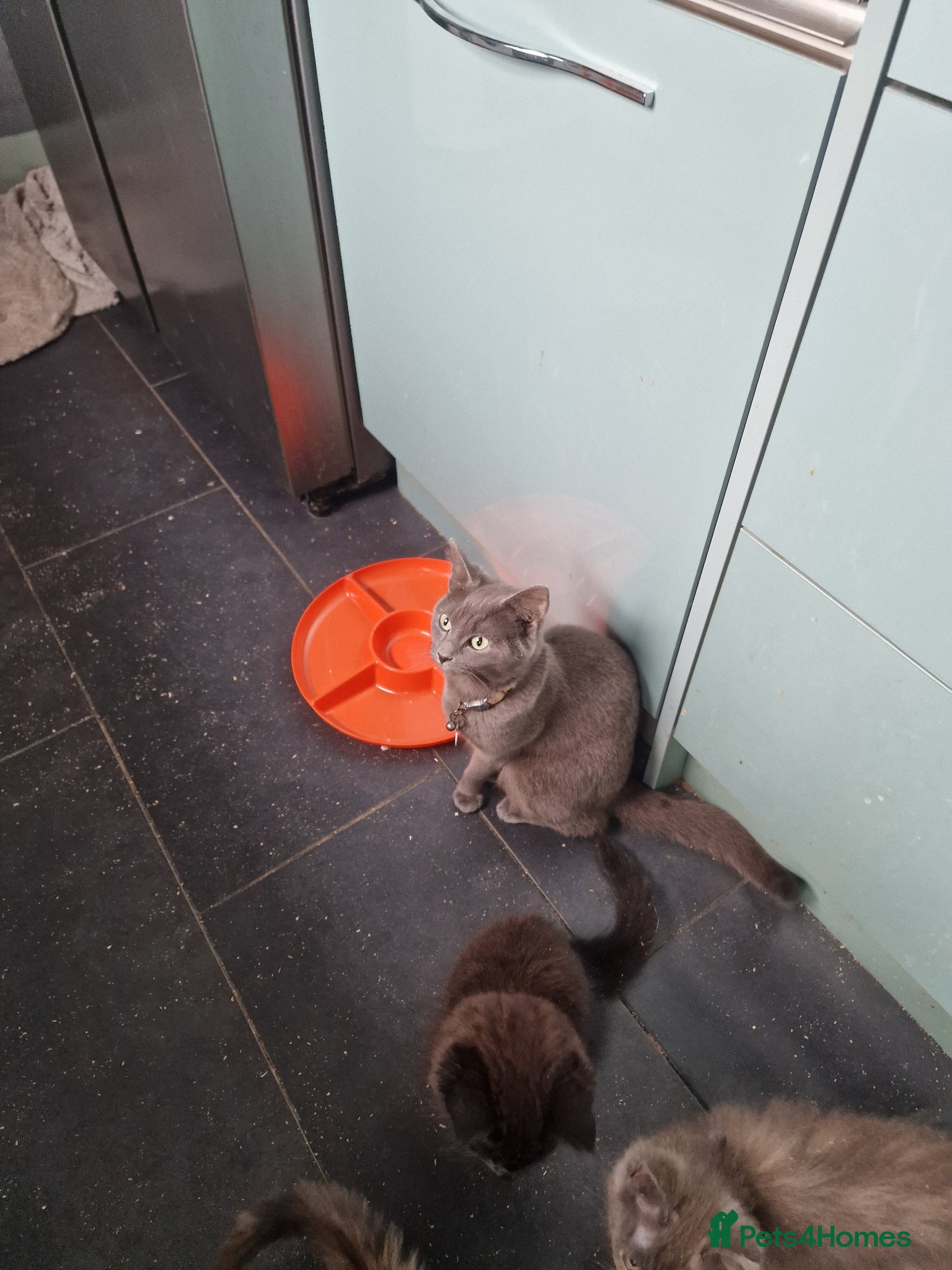 Mixed Breed cats Main Coon x Russian Blue  - Advert 1