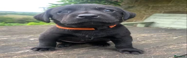 Labrador Retriever 6