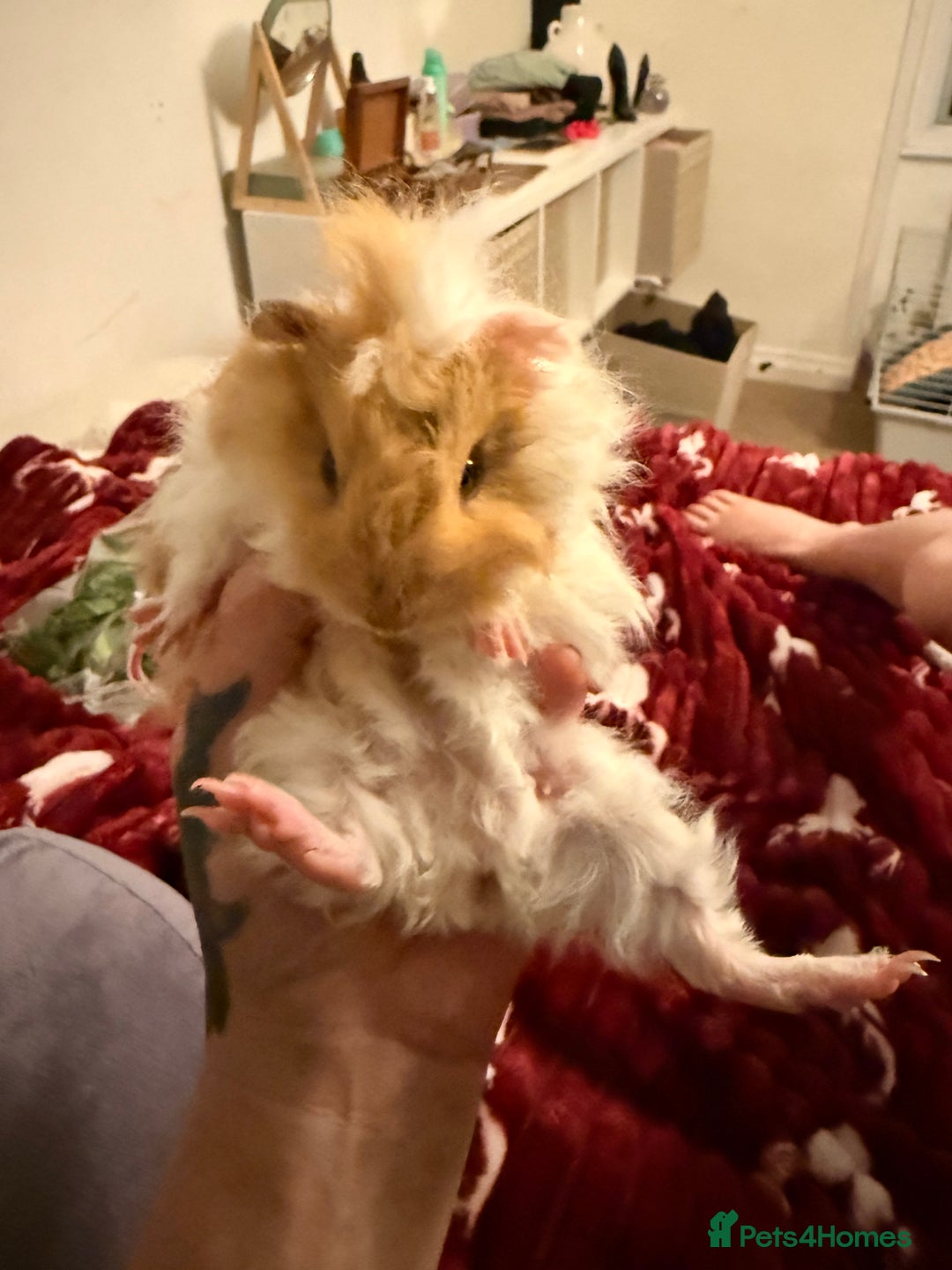 Guinea Pig rodents for sale: Lottie Girl Guinea pig.  - Image 2