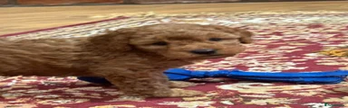 Cavapoo Puppy 4