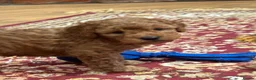 Cavapoo dogs for sale: Exceptional Pups Raised by a Professional Trainer. - Advert 32