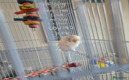 Budgerigars birds for sale: Female budgie  - Image 6