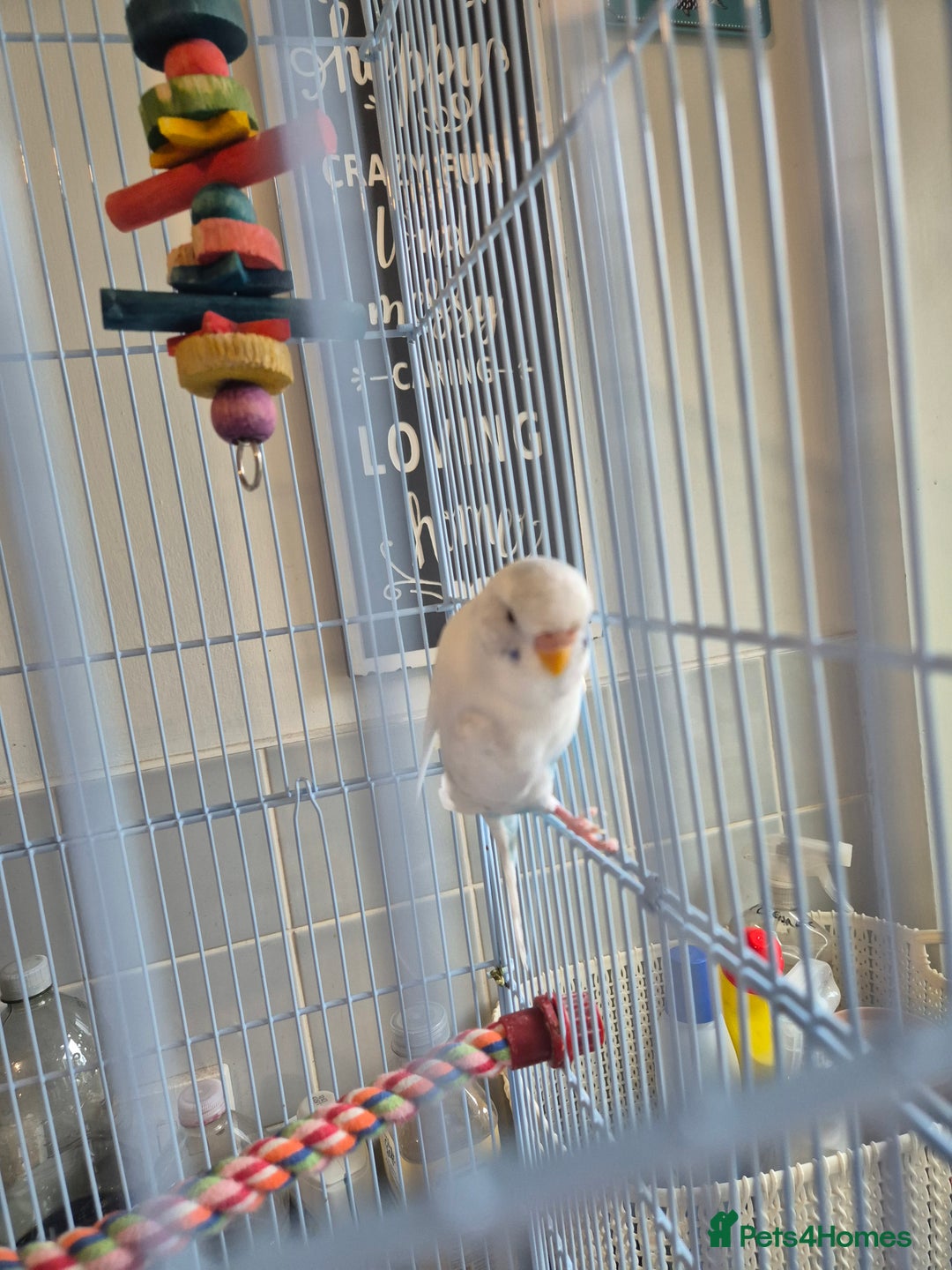 Budgerigars birds for sale: Female budgie  - Image 6