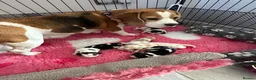 Beagle dogs for sale: Stunning KC registered litter by Campeach beagles. - Advert 4