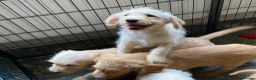 Labradoodle dogs for sale: Beautiful Labradoodle Puppies For Sale - Advert 7