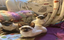 Siamese cats for sale: Siamese kittens - Image 8
