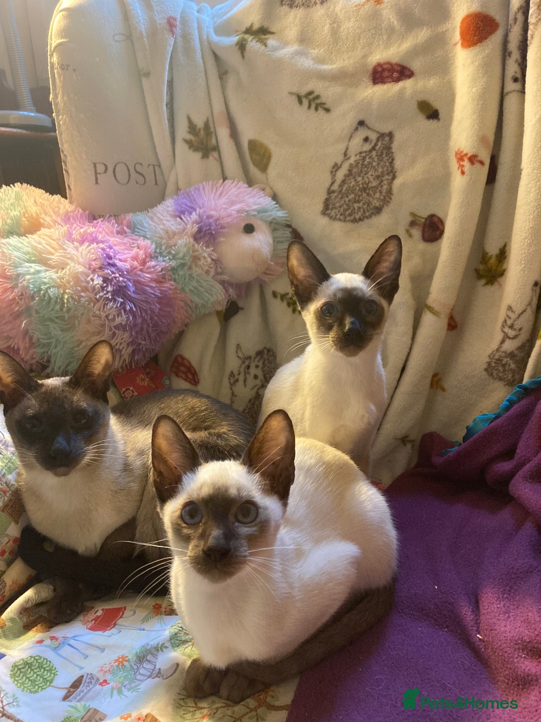 Siamese cats for sale: Siamese kittens - Image 8