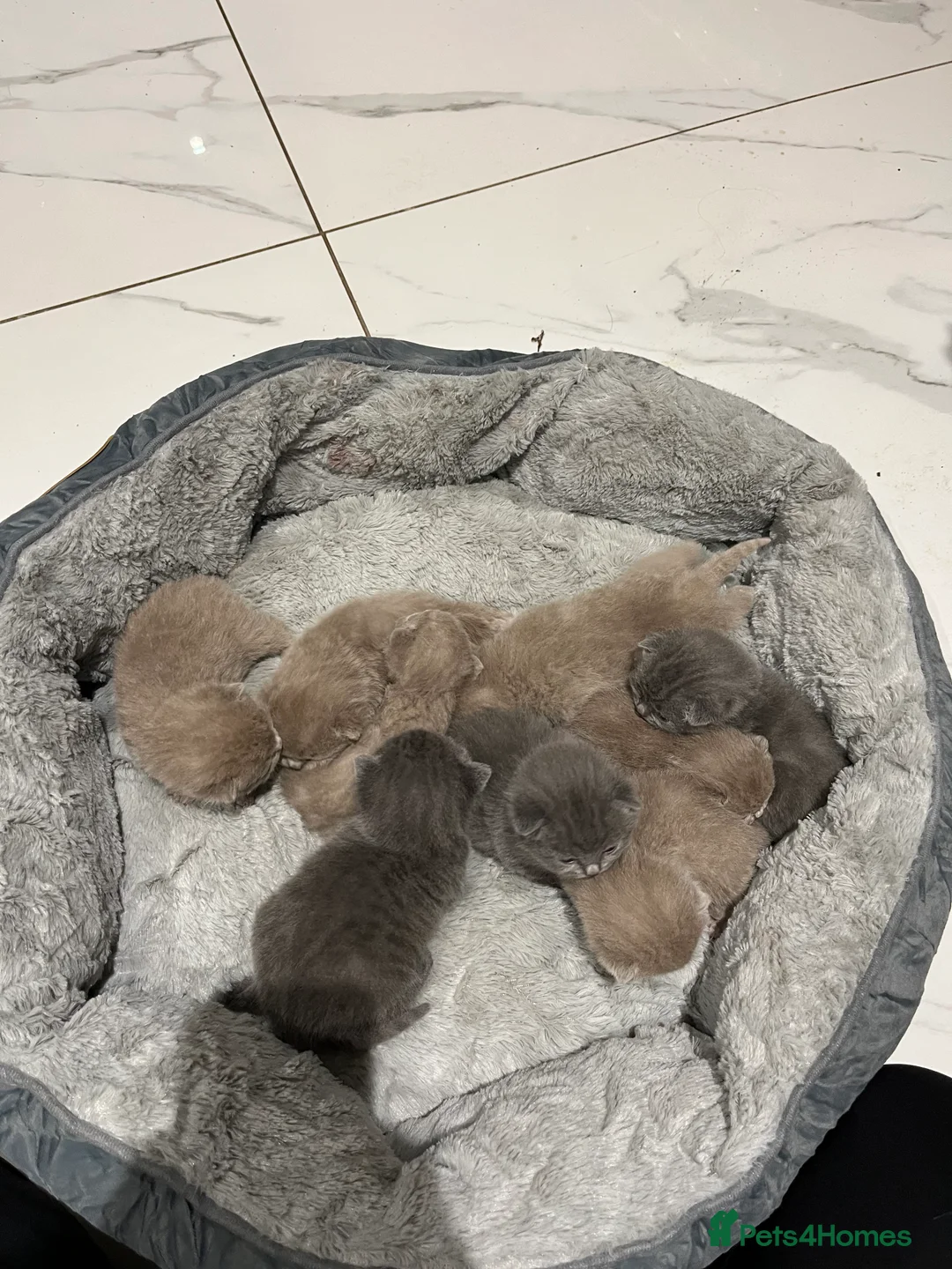 British Shorthair cats for sale: British Shorthair kittens 🐈‍⬛ - Advert 7