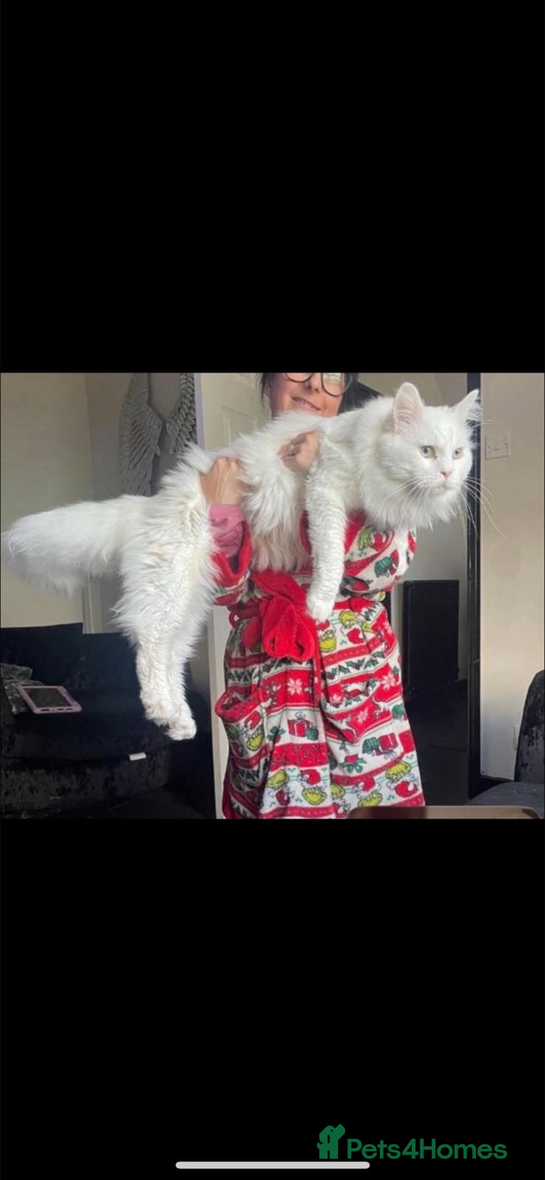 Maine Coon cats for sale: Female maincoon  - Advert 4