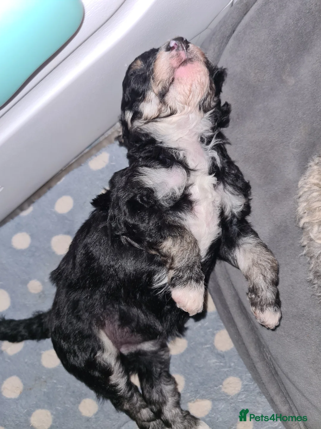 Toy Poodle dogs for stud: Health Tested Tri Toy in Birkenhead - Advert 22