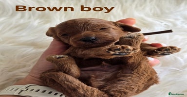 Cavapoo dogs - Advert 5