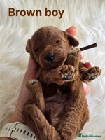 Cavapoo dogs - Advert 15