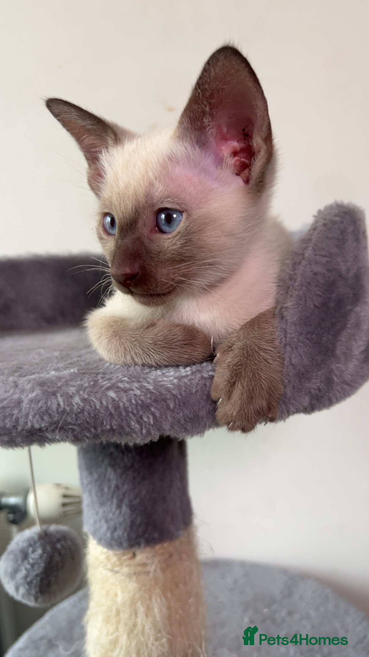 Siamese cats Beautiful Siamese Kittens - Advert 5