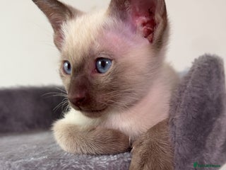 Siamese cats Beautiful Siamese Kittens - Advert 1
