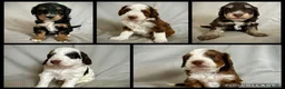 Bernedoodle dogs for sale: Mini Bernedoodle Litter 💙💕 - Advert 1